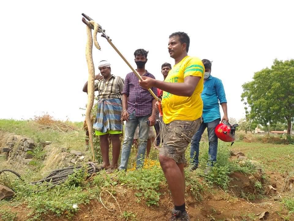 453 Deadly poisonous Russell Viper Snake Rescue